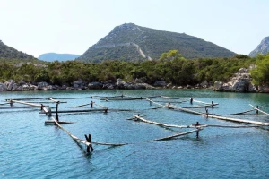 Godina dobra za uzgoj malostonske kamenice, no kakva će biti turistička sezona?