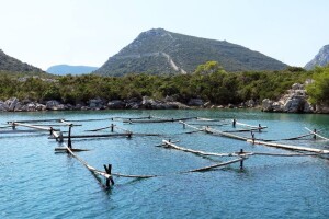 Godina dobra za uzgoj malostonske kamenice, no kakva će biti turistička sezona?