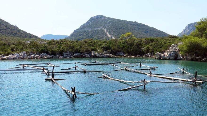 Godina dobra za uzgoj malostonske kamenice, no kakva će biti turistička sezona?
