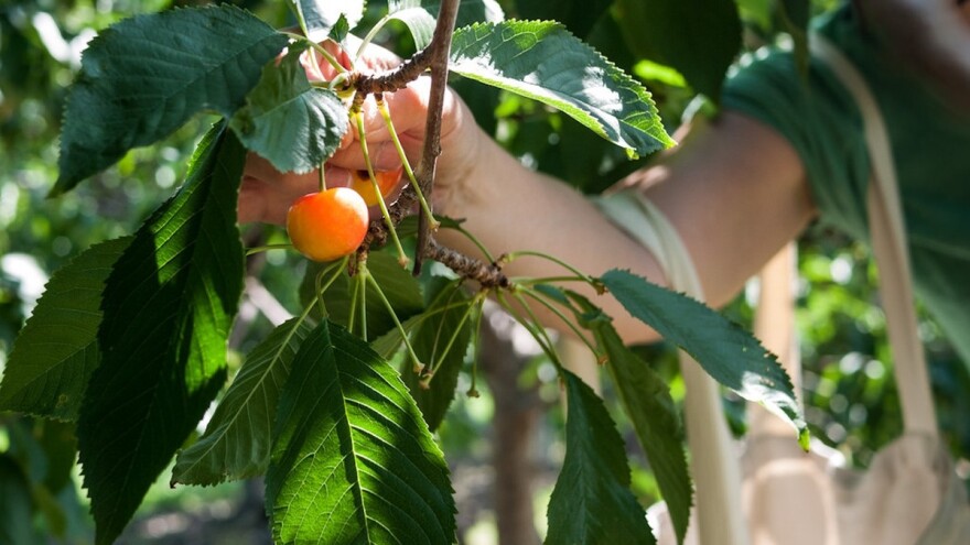 Usvojen Zakon o pojednostavljenom radnom angažovanju na sezonskim poslovima
