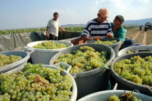 Traže se radnici za branje jabuka, grožđa, smilja