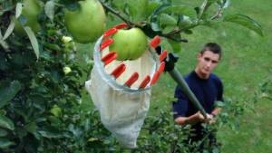 Kolika je plaća sezonskog radnika u poljoprivredi?