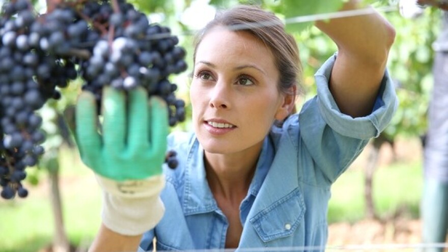 U poljoprivredi sve manje sezonaca