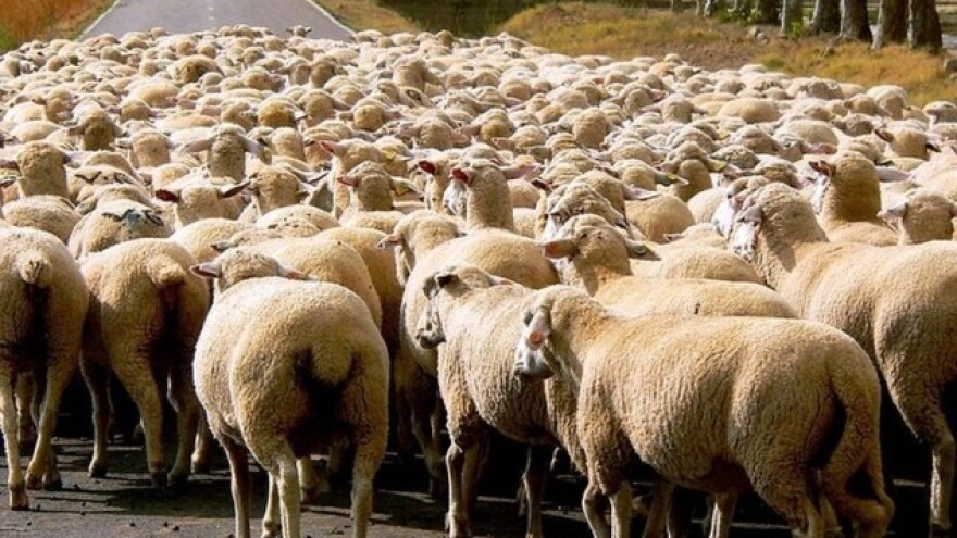 Kada pastir zaspi, ovce kolo vode!