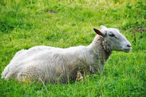 Spriječite ugibanje ovaca pravilnom zdravstvenom zaštitom