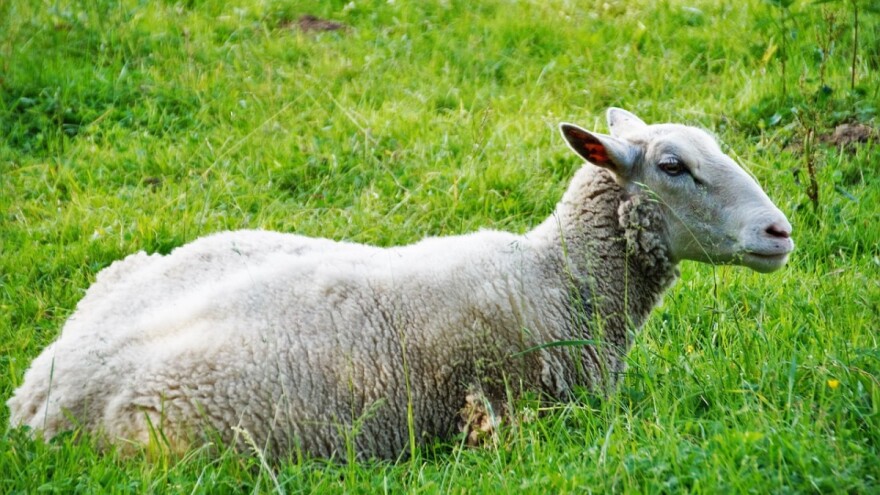 Spriječite ugibanje ovaca pravilnom zdravstvenom zaštitom