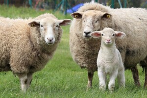 Iz štale na Ometalama "nestalo" 22 grla ovaca i janjaca