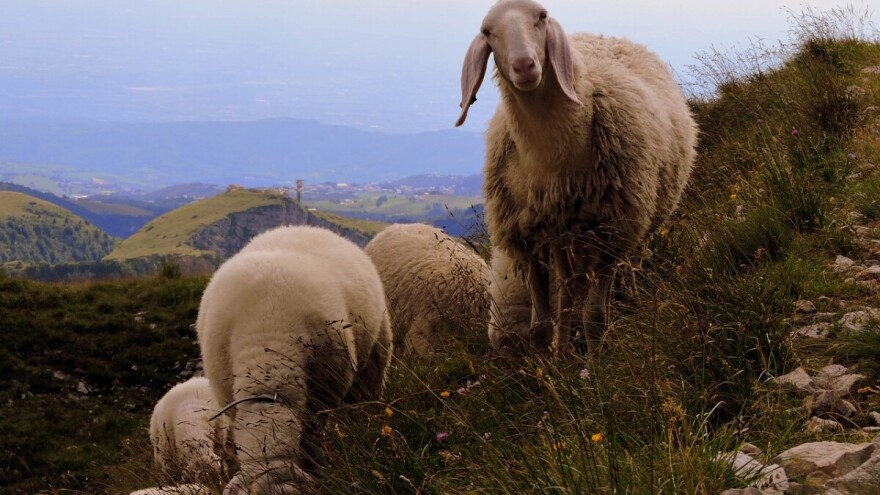 Izmjene u sistemu isplate podsticaja u 2020. za određena područja