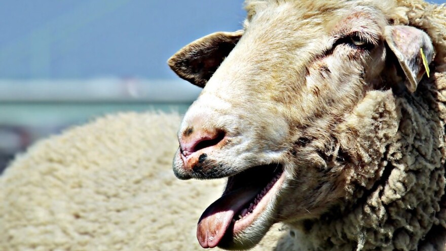 Dosjetili se kako spriječiti ukidanje razreda, u školu upisali - ovce