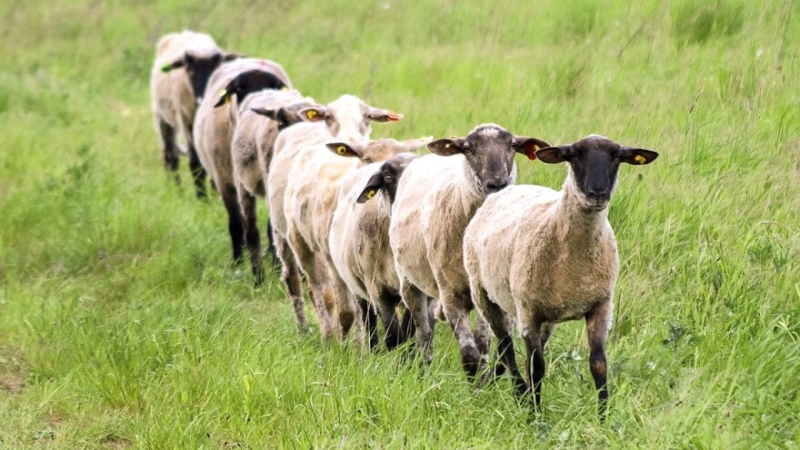 Isplaćeno preko 1,1 miliona KM za stočarsto, ratarstvo i uzgoj gljiva