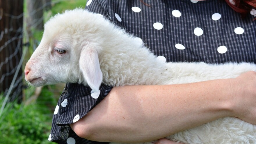 Zakon o zaštiti životinja i uredba EU o zaštiti životinja - što je novo?