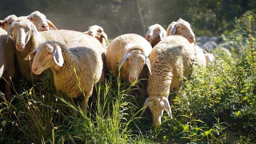 Nomadi neovlašteno koriste privatnu zemlju - mještani se boje zaraze