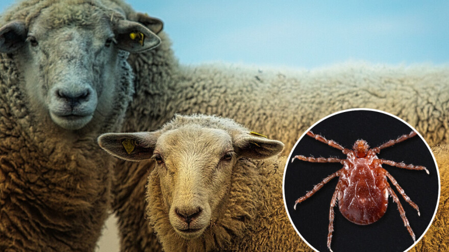Nova vrsta krpelja koja preti stoci u SAD-u - razmnožavaju se jako brzo