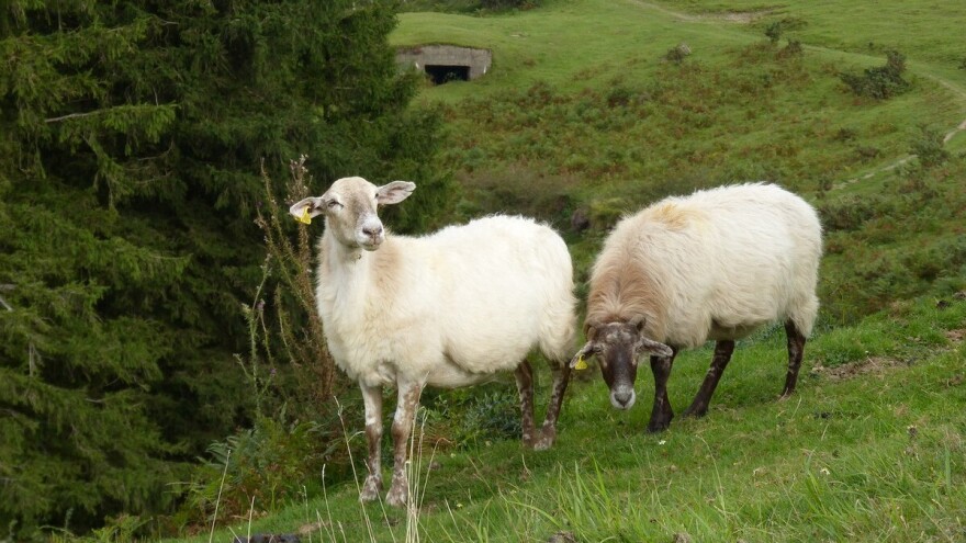 Ogorčeni stočari izborili se za zabranu uvoza medvjeda