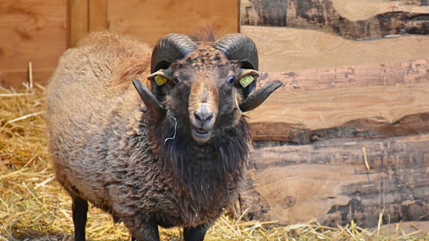 Zašto ovnovi tuku ovce i janjad, ali i pastira?