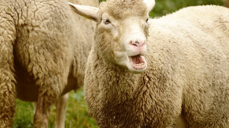 U mjesec dana pao broj zaklane janjadi za više od 7,5 tisuće grla