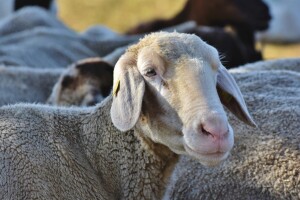 Noćni pohod: 200 ovaca okupiralo poslovnu zonu