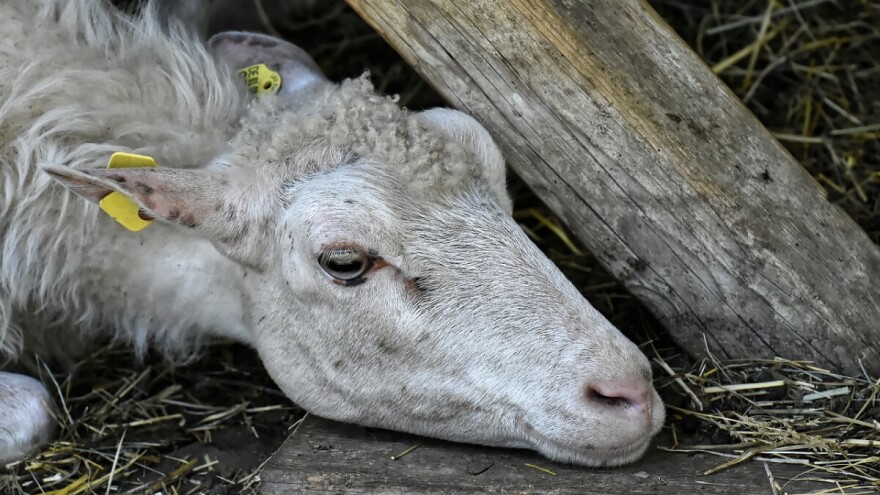 Odobreno 19.430 KM za naknadu štete zbog uginulih životinja