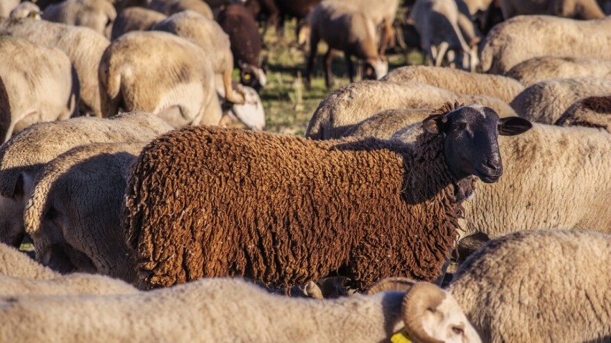 Toliko ih je dosad ukradeno da je policija u problemu: našli ovce, ali tko je vlasnik?