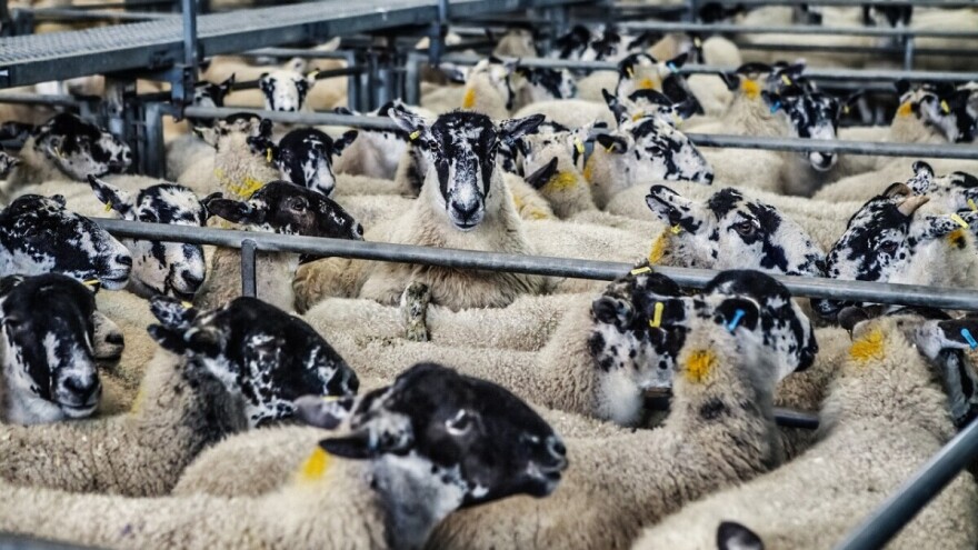 Janjetina i ovčetina ostvarile rekordan izvoz