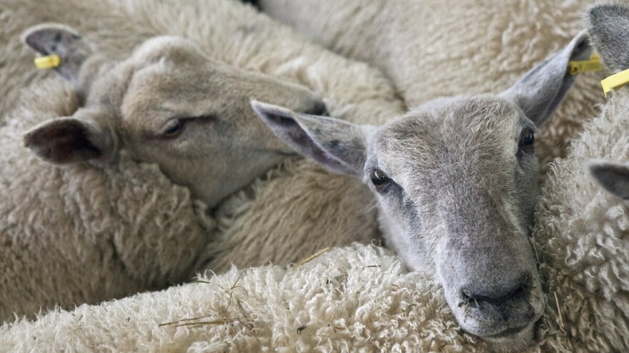 Pojačane kontrole prometa životinja u povodu kurban-bajrama