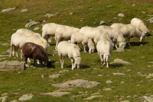 Stočarstvo na području Istočne Hercegovine pokazuje znakove oporavka?