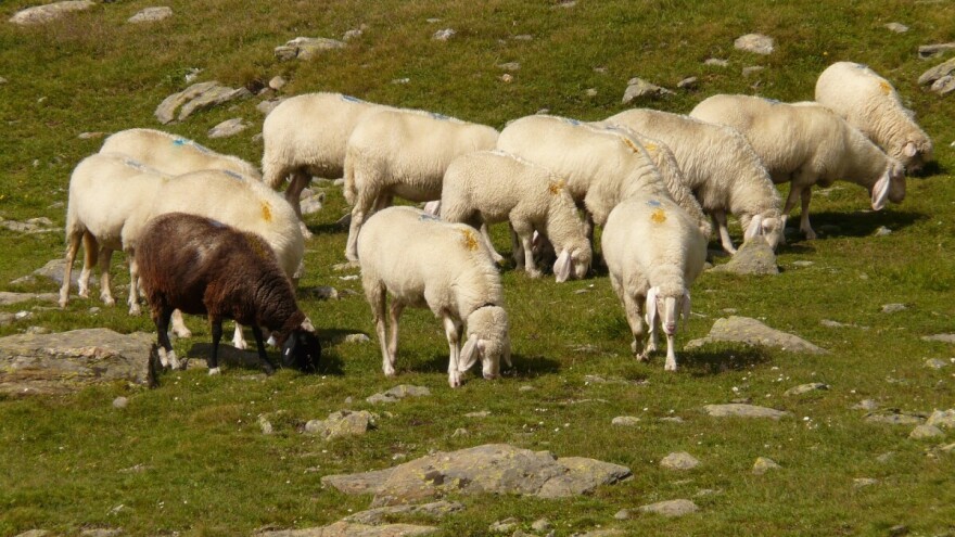 Stočarstvo na području Istočne Hercegovine pokazuje znakove oporavka?