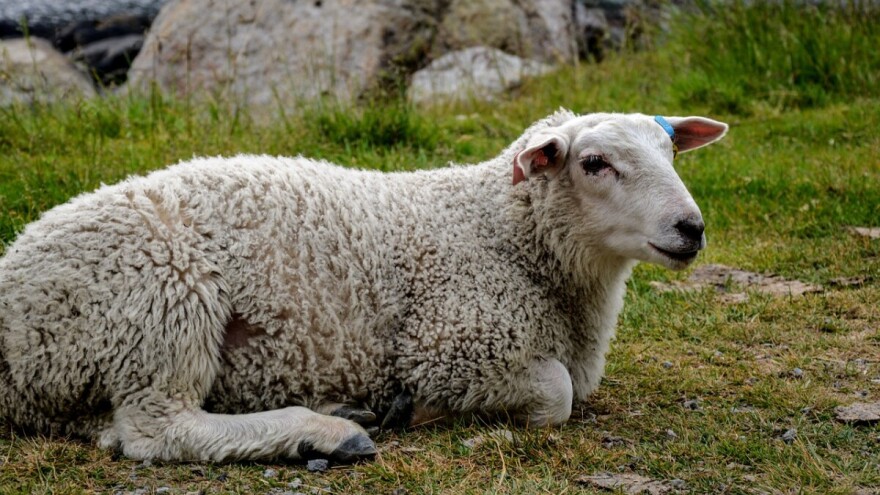 Klanje kurbana u domaćinstvu - pročitajte instrukcije INZ-a