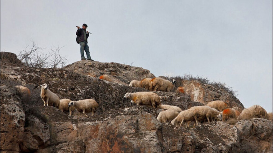 80 ovaca počinilo masovno samoubojstvo!