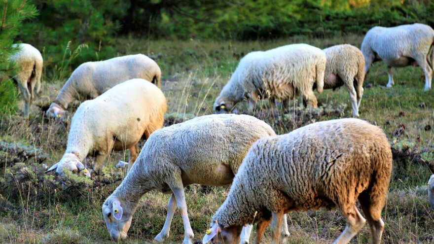 Pokrali mu stado od kojeg je P.R. živio