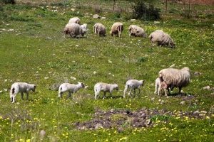 Pokolj ovaca u selu Rosice na Jastrepcu