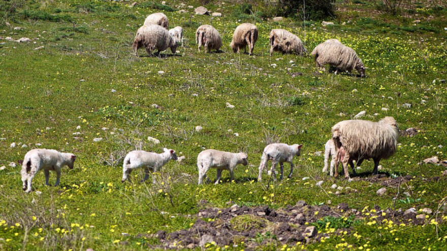 Pokolj ovaca u selu Rosice na Jastrepcu