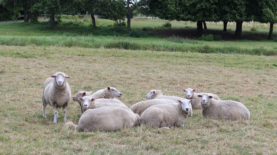 Simptomi i liječenje osteomalacije kod ovaca