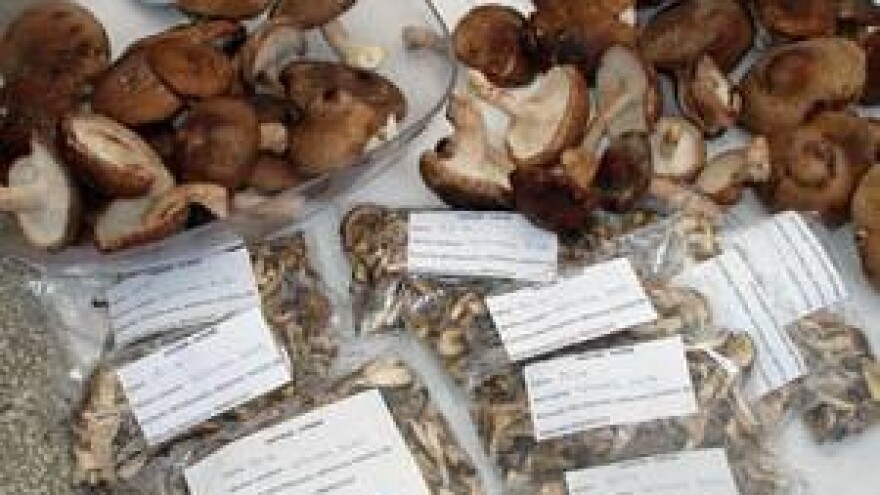 Ljekovita, hranjiva i za proračun obećavajuća