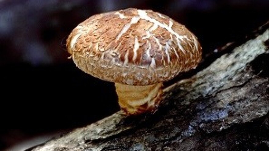 OPG Polović i njihov eliksir života