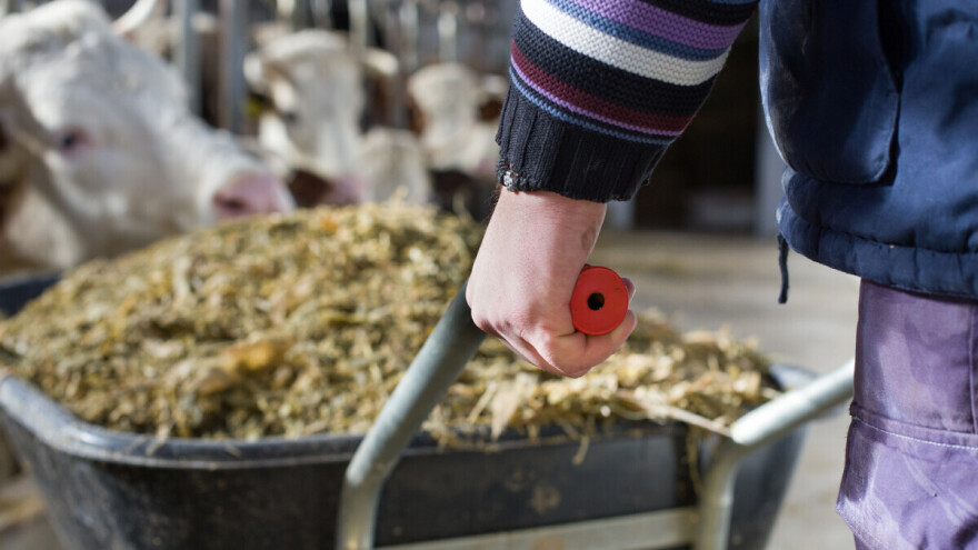 Utjecaj silaže na kvalitetu mlijeka i mliječnih proizvoda. O čemu voditi računa?