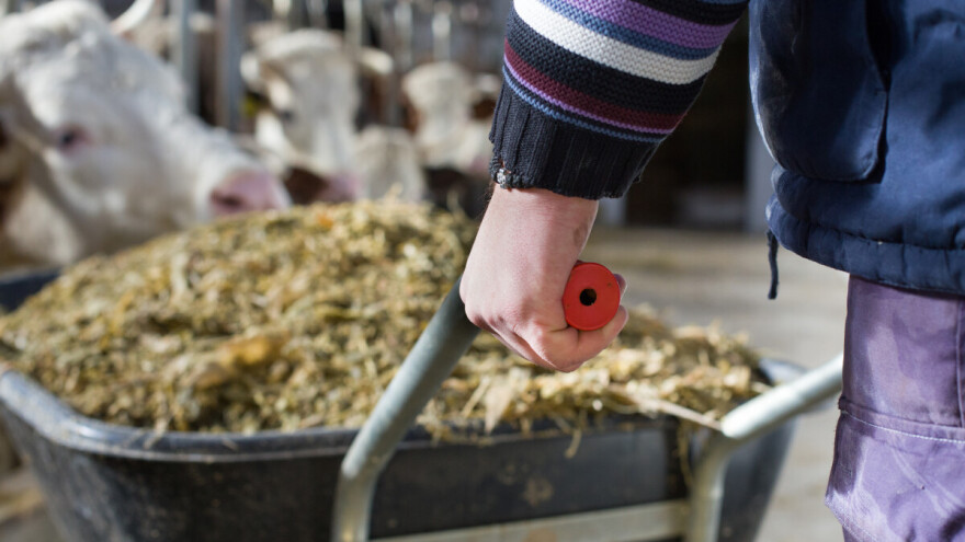 Kakva silaža je ključna za kvalitet mleka tokom zime?