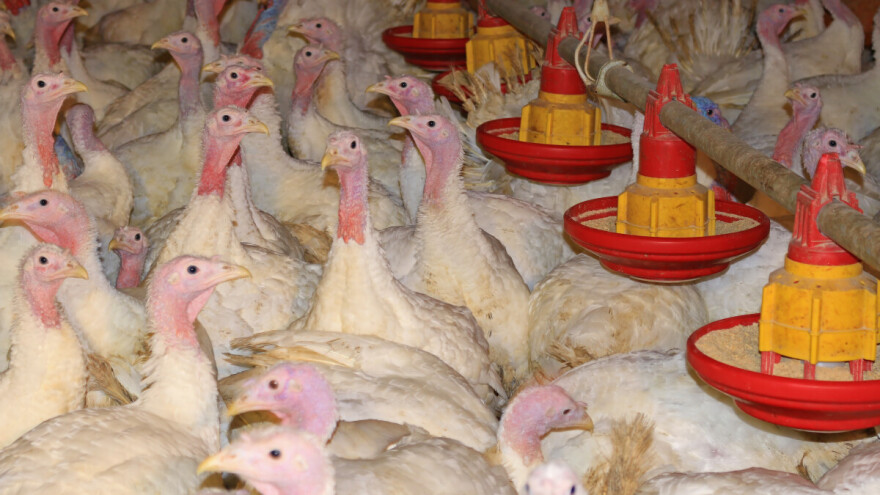 Ptičja gripa u Njemačkoj: Eutanazirano više od 20.000 purana