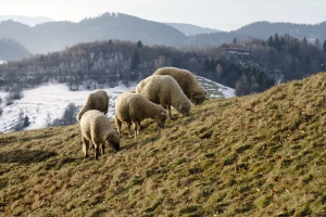 Stižu nove padavine, evo i kada