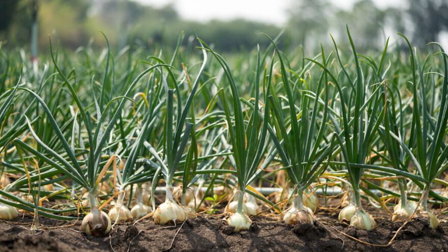 Šta je najvažnije u proizvodnji luka srebrnjaka iz rasada?