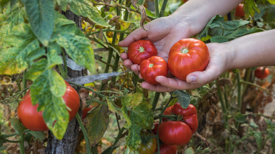 Korak po korak: Sakupljanje i čuvanje semena paradajza iz sopstvene bašte