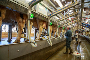 Francuski Lactalis i dalje najveća svetska mlekarska kompanija