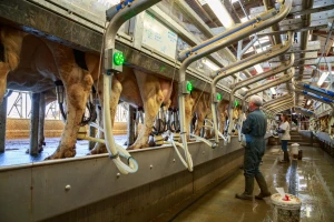 Francuski Lactalis i dalje najveća svjetska mljekarska kompanija