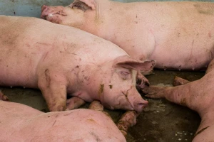 Veterinari upozoravaju: zamrzavanje i sušenje mesa ne uništava virus afričke svinjske kuge