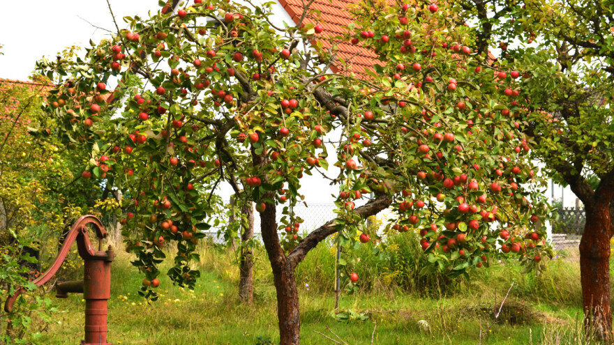 Voće koje je hranilo naše djedove: Vrijeme je da se vrate Petrovača, Šarenika...