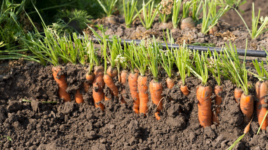 Kako njemački ekološki poljoprivrednik štiti sistem navodnjavanja od jata vrana