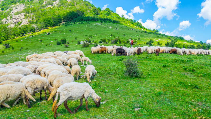 Objavljena nova Naredba o mjerama kontrole i sprječavanja kuge malih preživača u RH