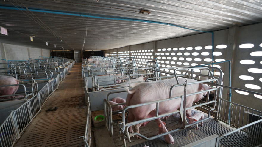 Poslednji neboder za svinje u Evropi izgradili su ruski inženjeri