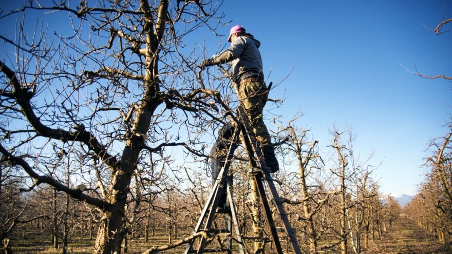 Kako održavati voćnjak tijekom godine, može i bez kemije?