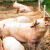 Pred praznike: Tovljenici do 230 din/kg, jagnjad dostigla cenu od 650 din/kg